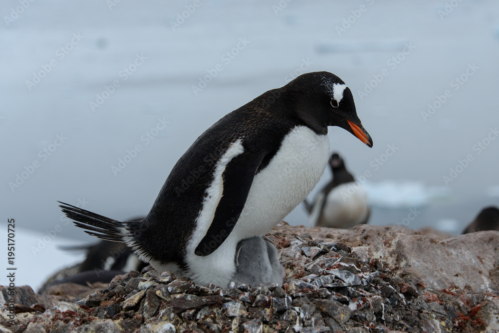 Naklejka premium Gentoo penguin's chicks in nest