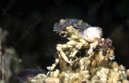 Corallimorph Decorator Crab.. Picture was taken in Moalboal  Philippines