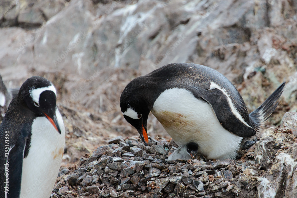 Fototapeta premium Gentoo penguin with chicks in nest