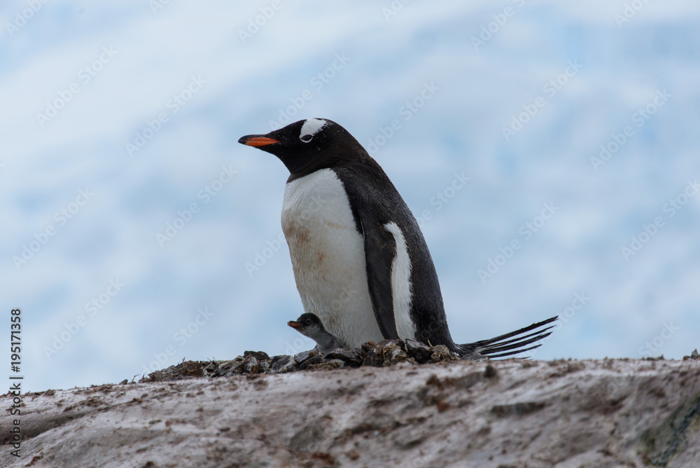 Naklejka premium Gentoo penguin with chicks in nest