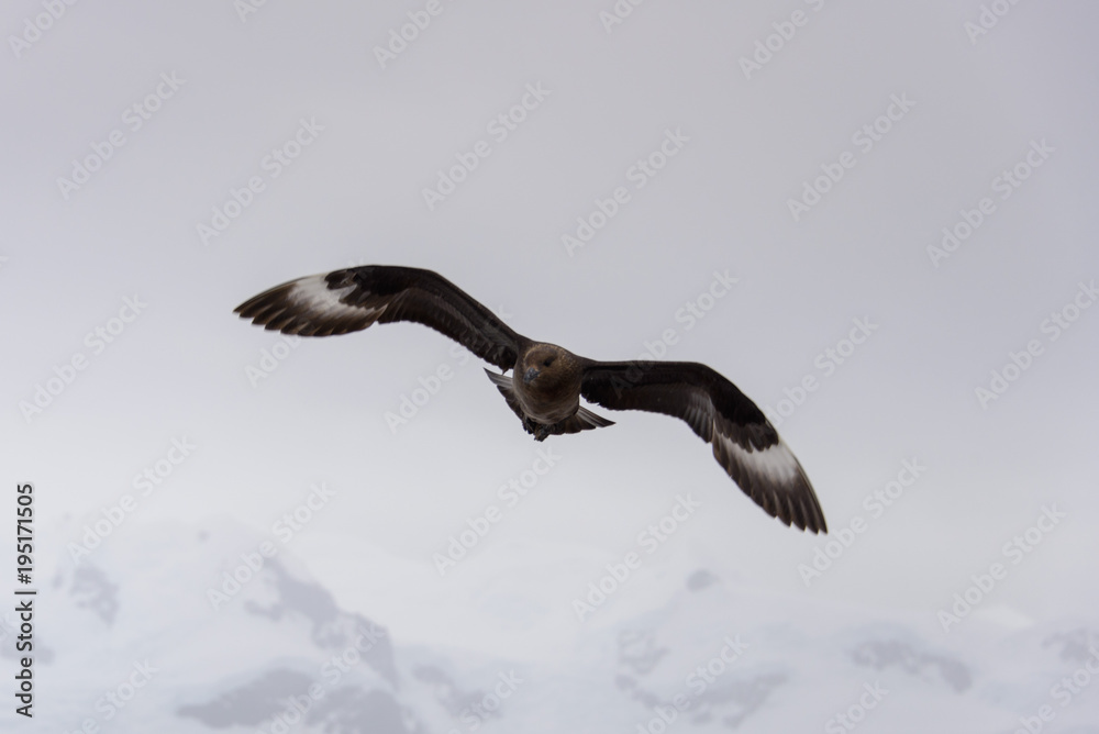 Naklejka premium Antarctic scua flying