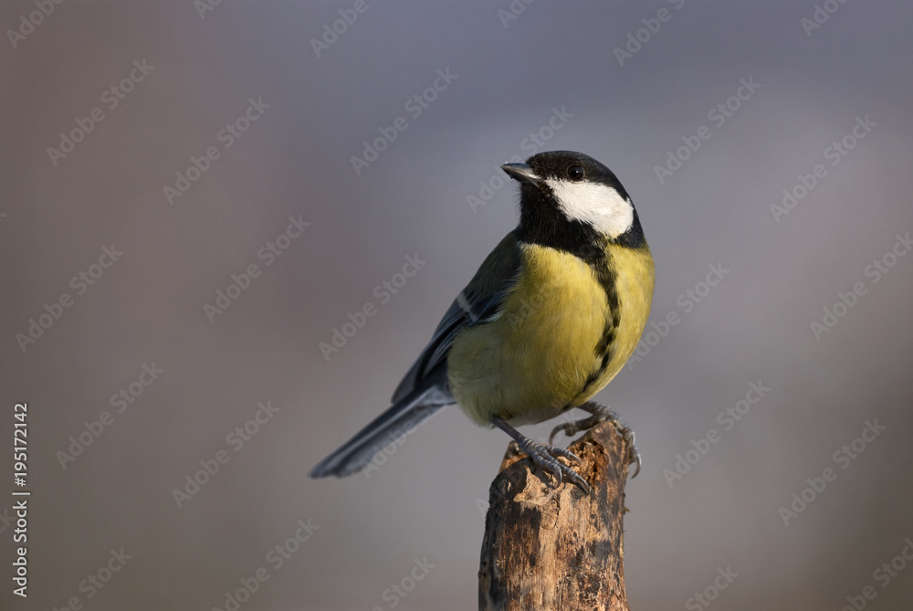 Beautiful great tit (Parus major) Beautiful great tit (Parus major)