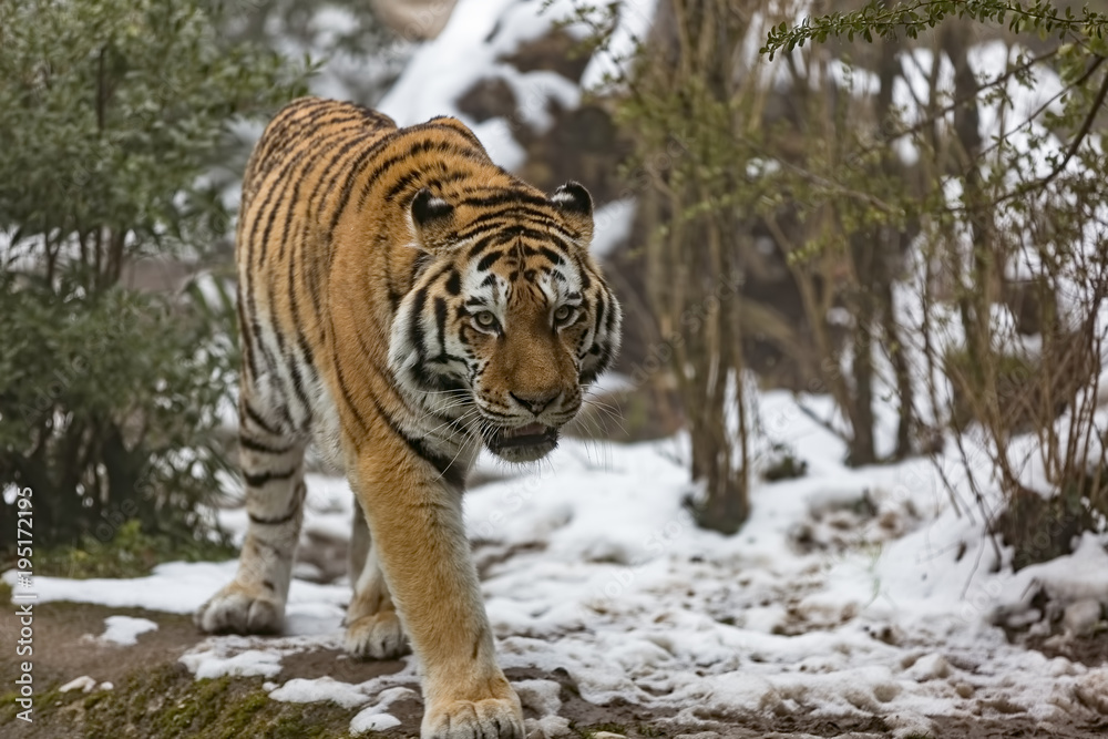 The Siberian tiger, Panthera tigris tigris