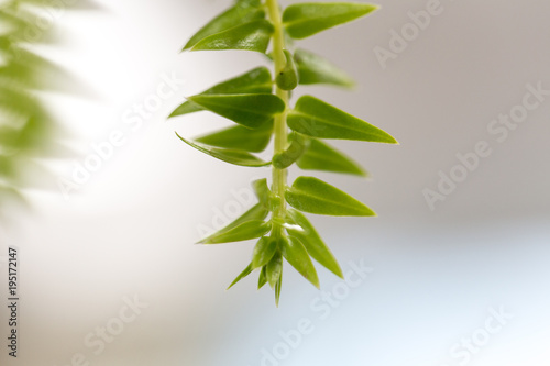 Lycopodium and Selaginella have vascular bundles for the transport of water, for education in Lab.