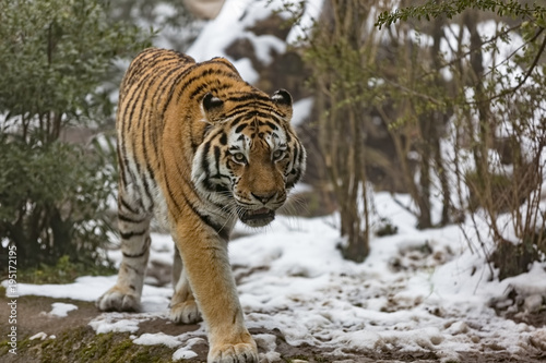 The Siberian tiger, Panthera tigris tigris © saad