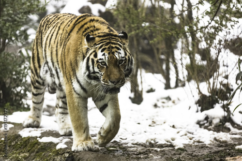 The Siberian tiger, Panthera tigris tigris