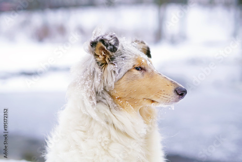 The portrait of a young blue merle rough Collie dog posing outdoors in winter