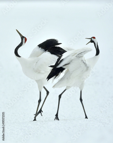 Dancing Cranes. The red-crowned crane (Sceincific name: Grus japonensis), also called the Japanese crane or Manchurian crane, is a large East Asian crane.