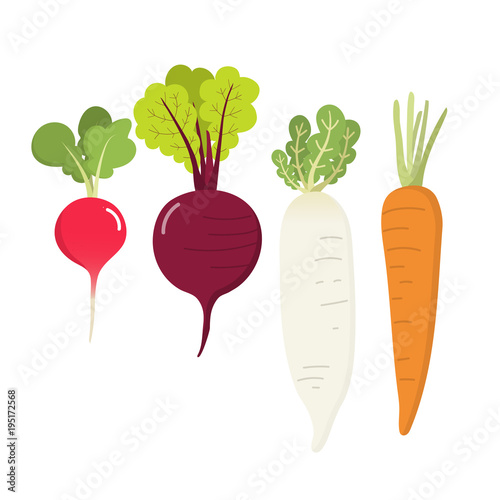 radish, beetroot, turnip and carrot vector. Basic RGB