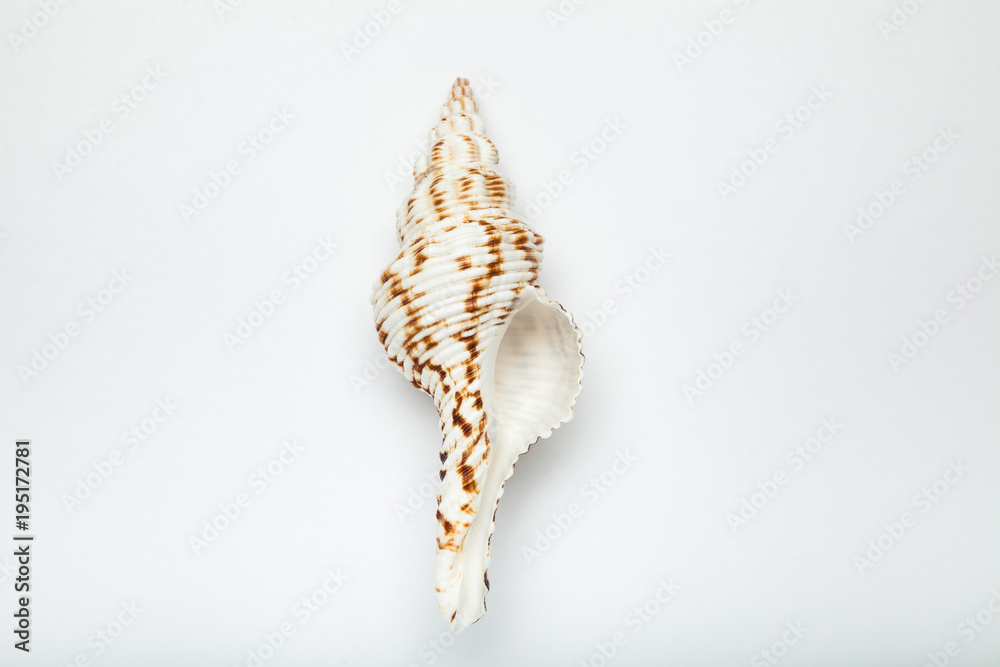 White-brown cockleshell isolated on white background. White-brown cockleshell isolated on white background.