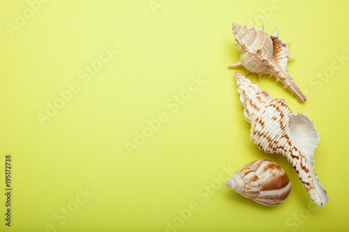 A collection of beautiful seashells on a yellow background, empty space for text.