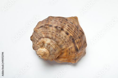 Brown seashell on white background, close-up.