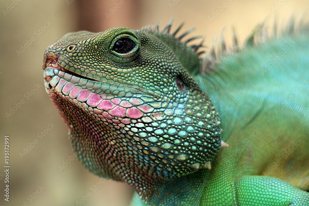 Fototapeta premium Echse