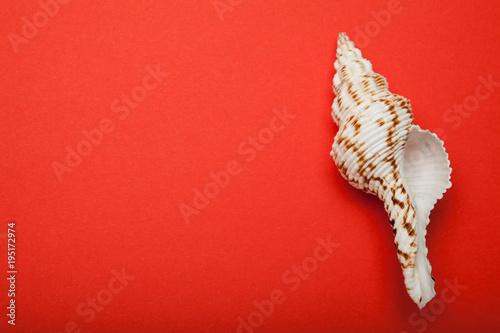 Exotic sea shell on a red background. Copy space.