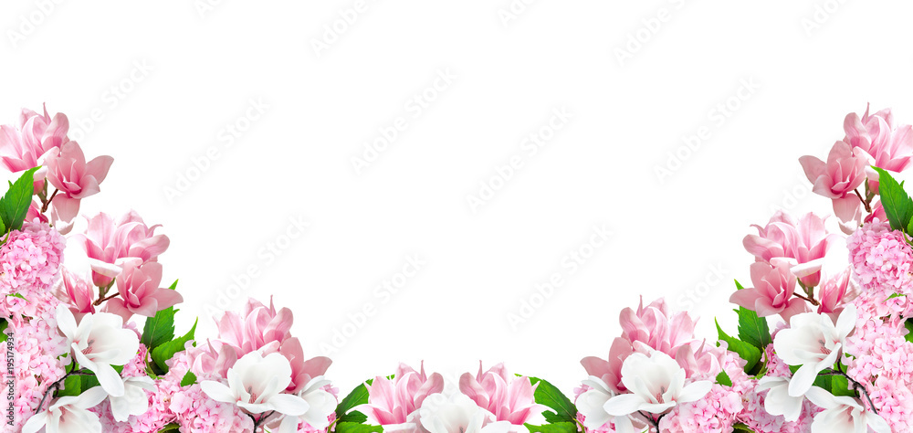 Magnolia and hortensia flowers isolated on white background and place for your photo or text