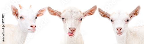 Portrait of a three funny white goat, isolated on white background