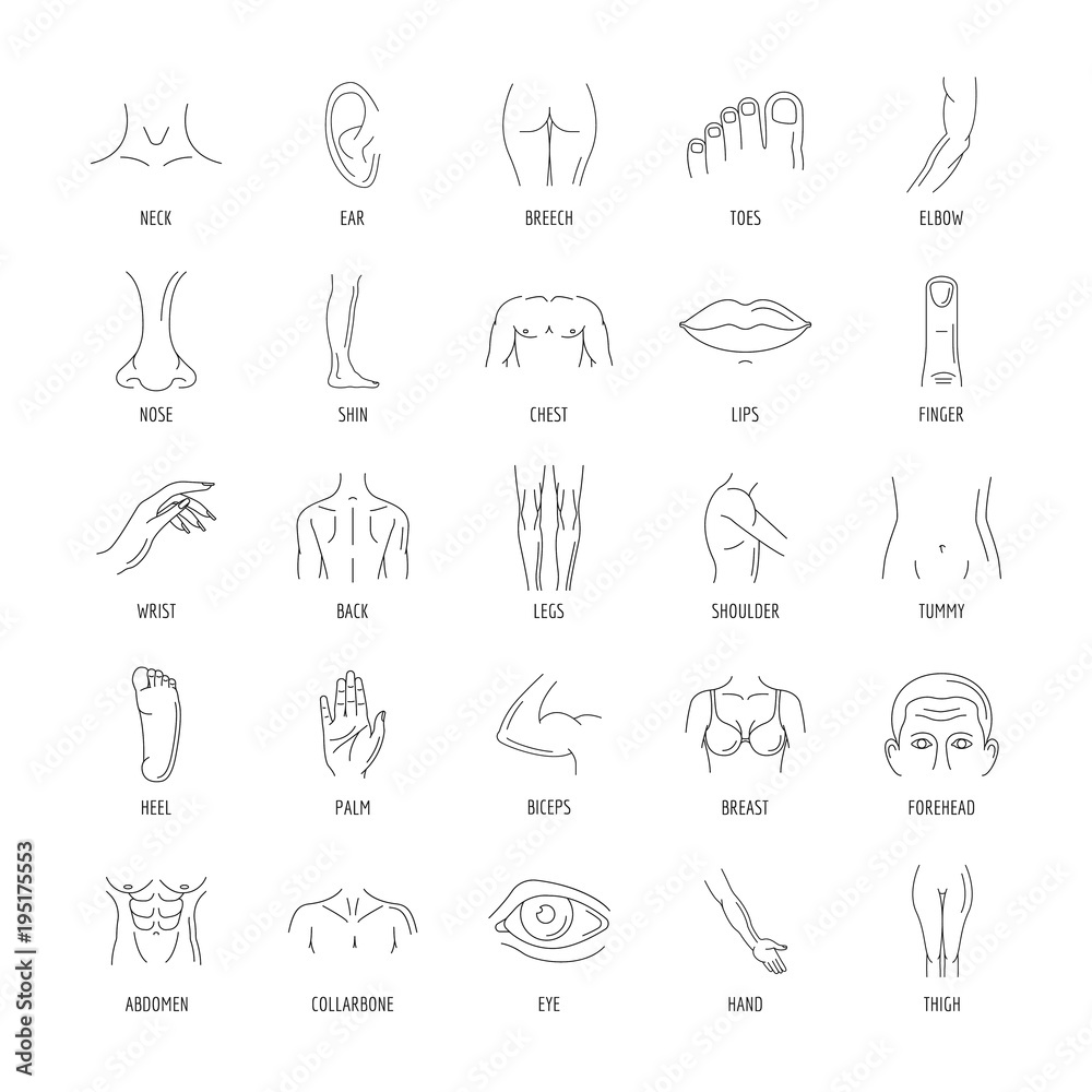Line human male and female body parts vector set icons. Anatomy