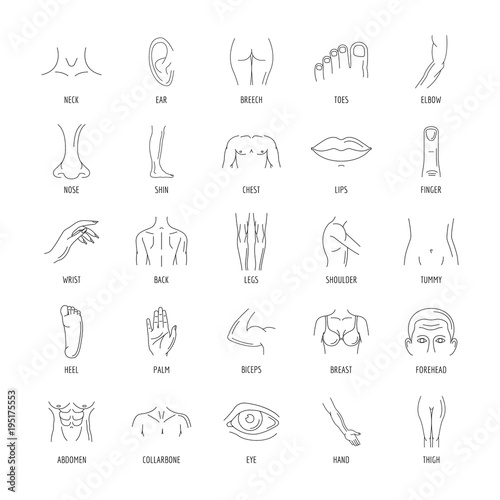 Line human male and female body parts vector set icons. Anatomy body part, contour leg and breast illustration isolated on white background