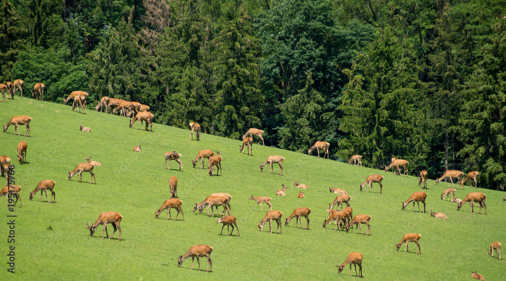 Fototapeta premium A herd of deer