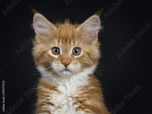 Head shot of red tabby with white Maine Coon cat / kitten looking straight into the camera isolated on black background.