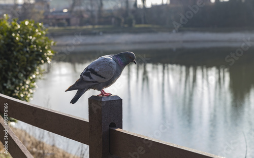 Piccione su steccato di legno in riva al lago