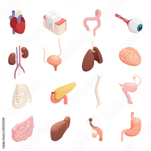 Human Organs Isometric Icons 