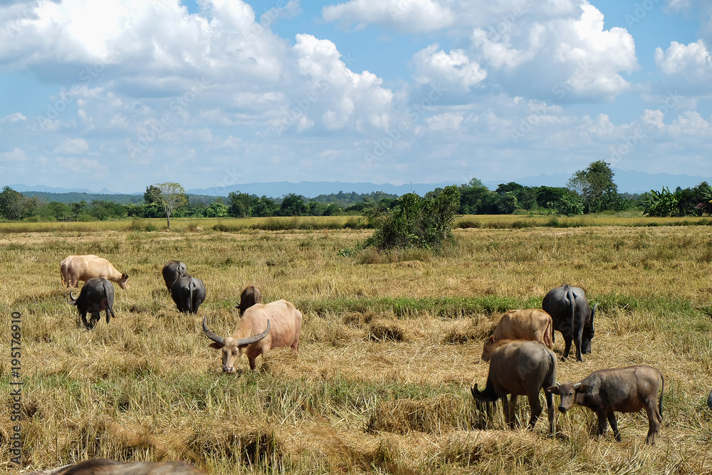 A group of buffalo eat grass at the field.