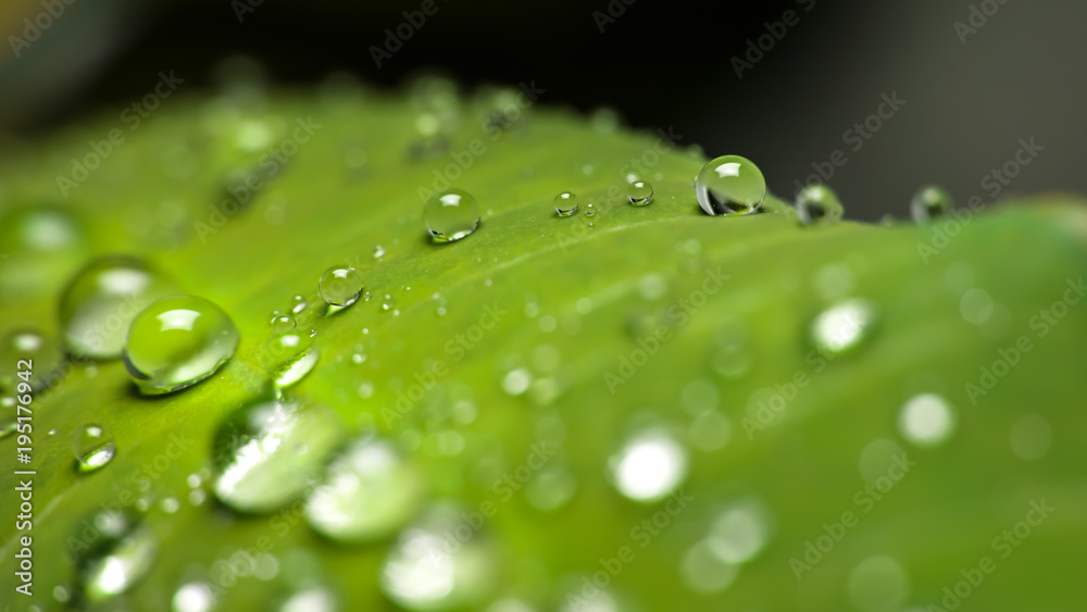 water drops on the green leaf macro
