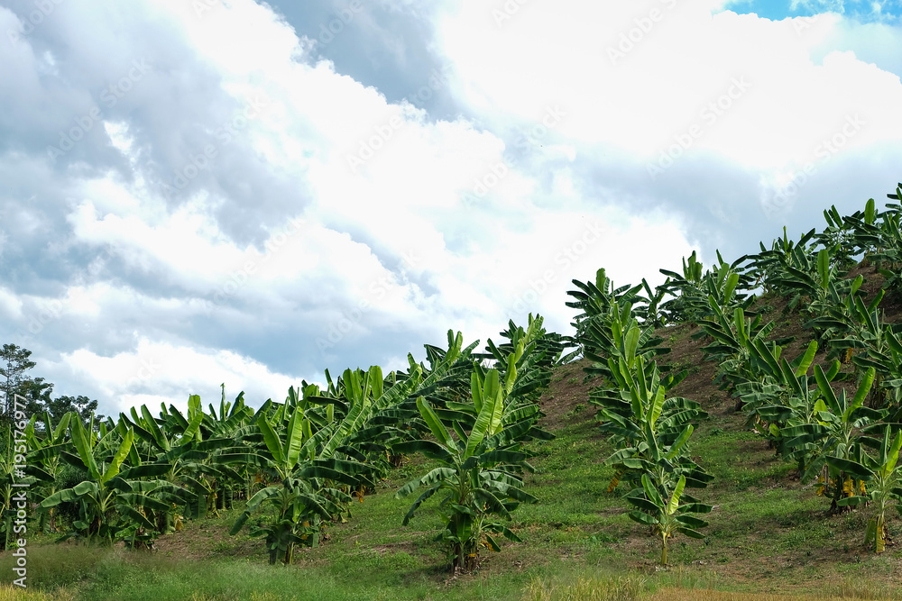 Garden fresh green banana trees.Thailand Asia.