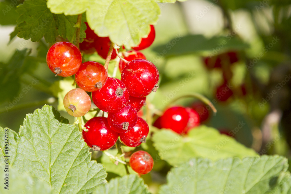 Branch of of ripe redcurrant growing lit with sunlight. healthy food Branch of of ripe redcurrant growing lit with sunlight. healthy food