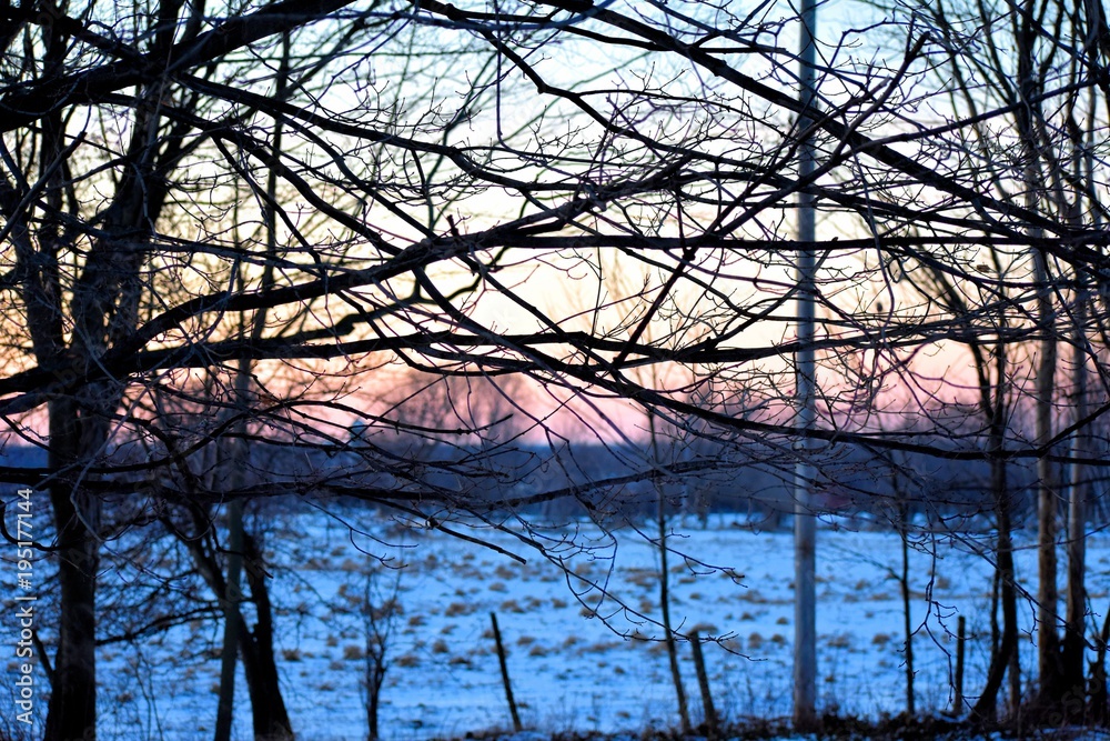 A winter sun sets over a horse farm in Northern New York, silhouetting a web of trees. A winter sun sets over a horse farm in Northern New York, silhouetting a web of trees.