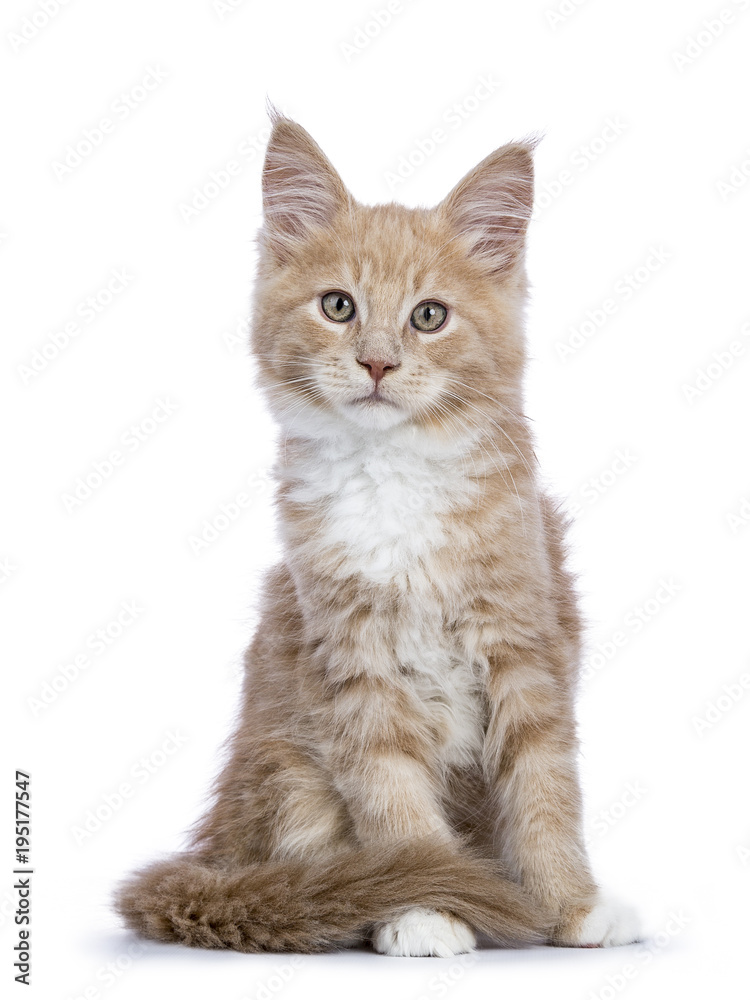 Creme Maine Coon cat / kitten sitting facing the camera looking curious isolated on white background.