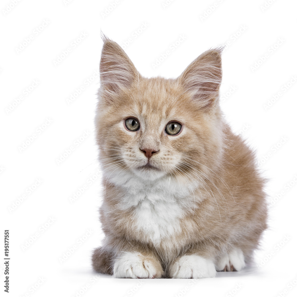 Creme Maine Coon cat / kitten laying down facing the camera isolated on white background.