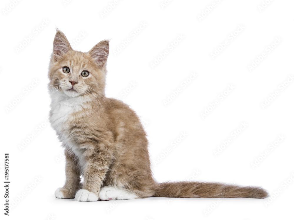 Creme Maine Coon cat / kitten sitting sideways and looking into the camera isolated on white background.