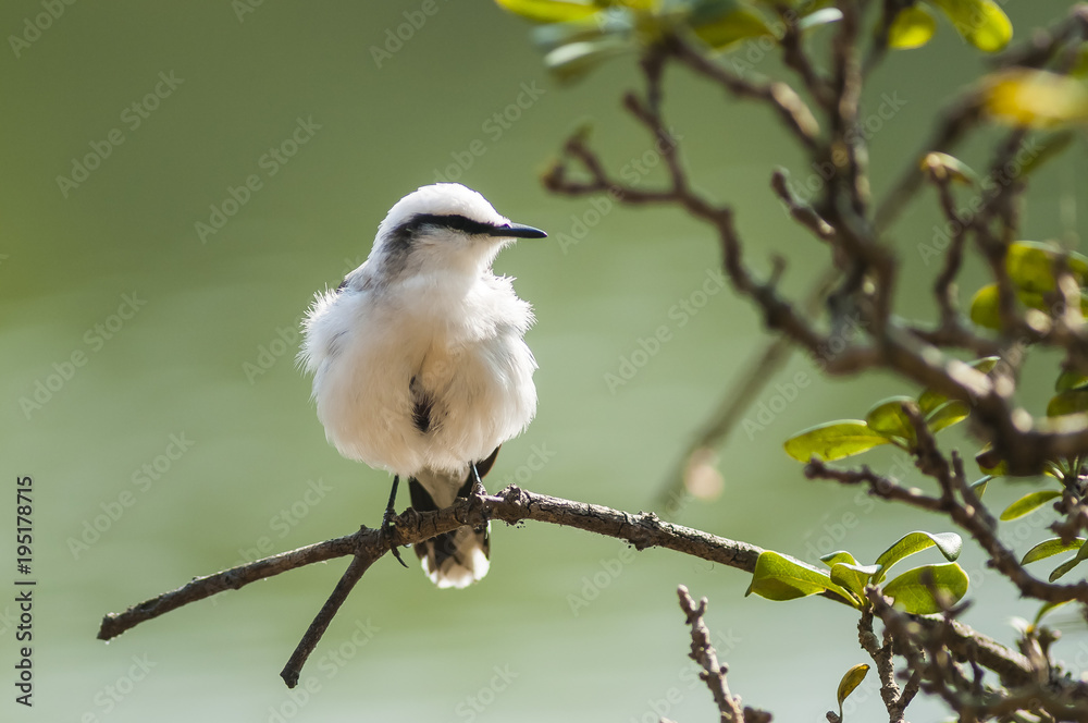 Fototapeta premium lavadeira-mascarada