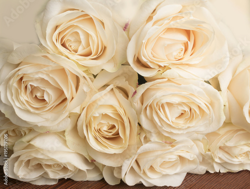 Tender roses. Beautiful roses. Romantic. photo