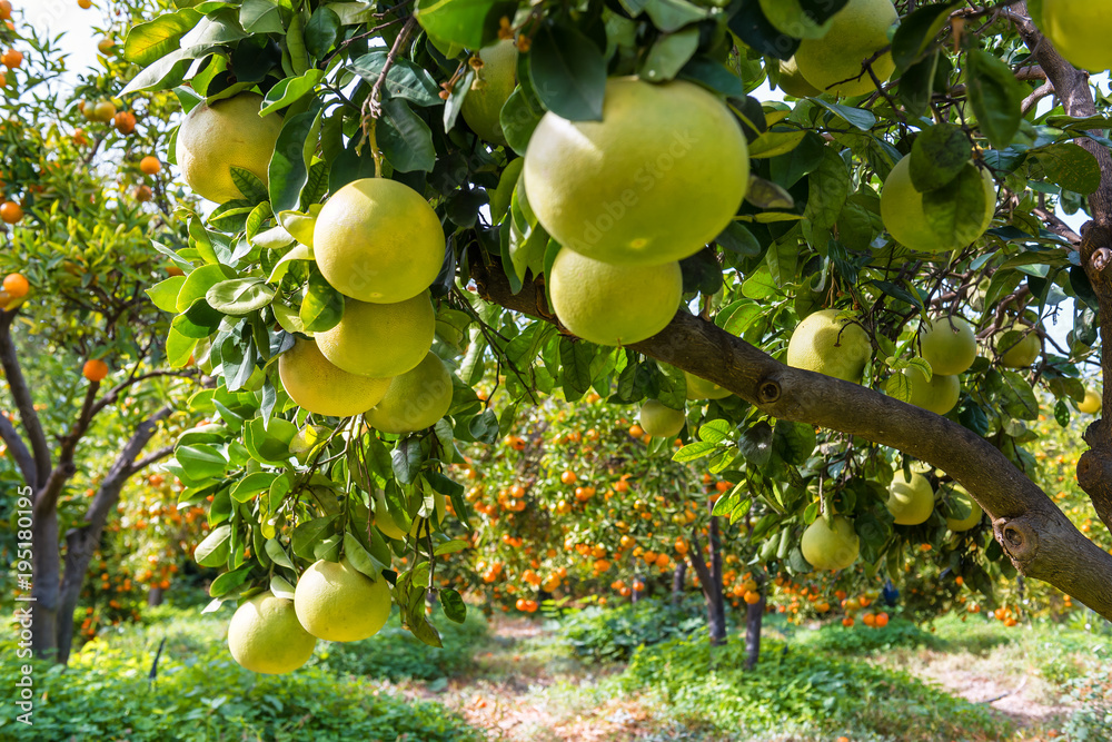 Foto pomelo and mandarines