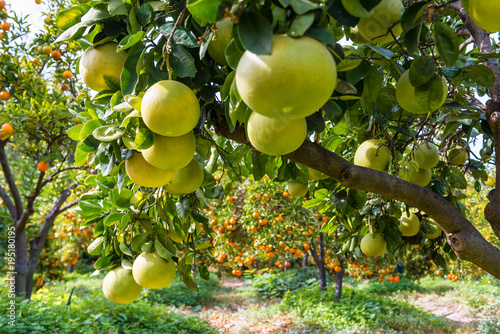 pomelo and mandarines