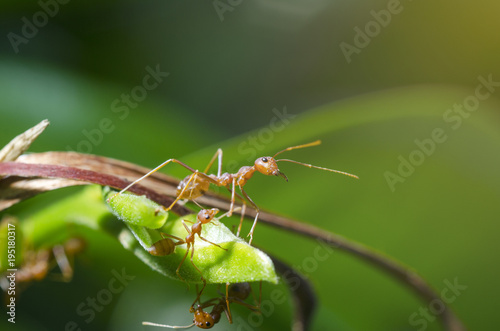 Ants are hanging on branches. © Kunchit