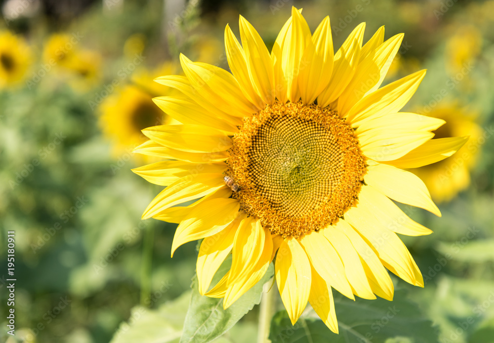 Sunflower and Bumblebee