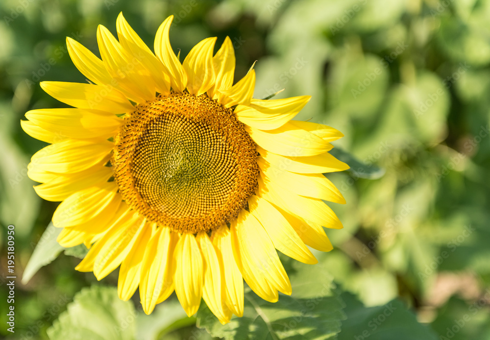 Sunflower with Green Foliage