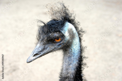 Porträt eines Emu