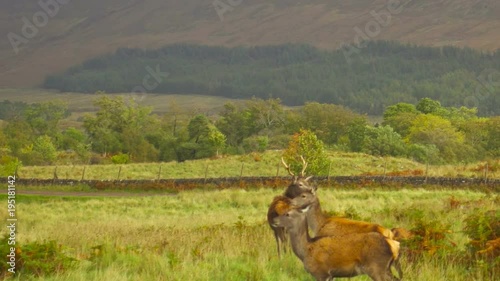 Wild Red Deers in a Valley in Scotland with Rainbow in the background photo