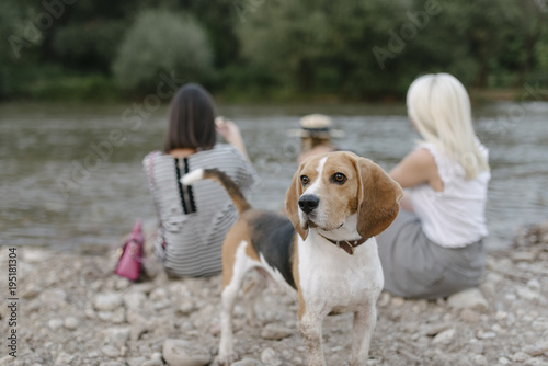 Beagle guarding his human family on a picnic by the river