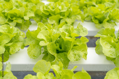 Green oak salad lettuce farm .Organic food ,agriculture and hydroponic conccept.