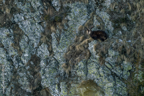 Lonely chamois standing on a rocky wall