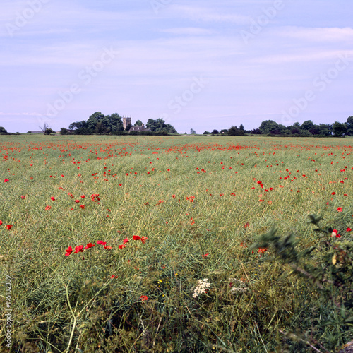 Summer rural cotswold landscape poppy field  Coates  Gloucestershire  UK