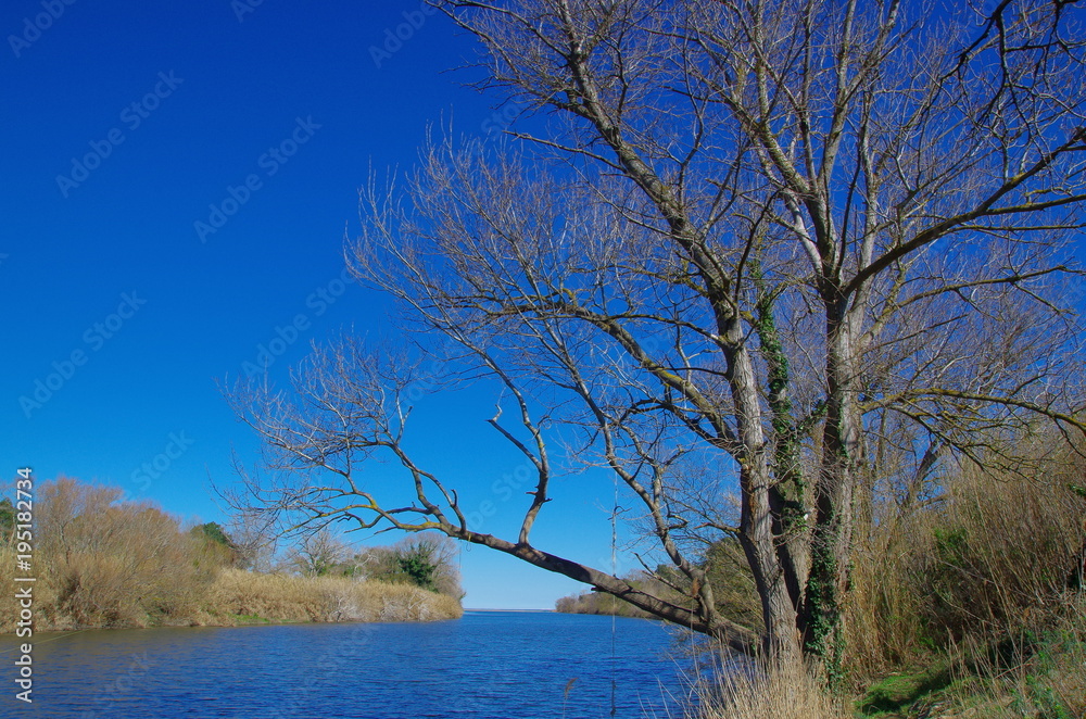 Arbre et rvière avec ciel bleu Arbre et rvière avec ciel bleu