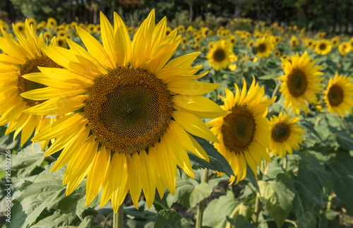 Fototapeta Naklejka Na Ścianę i Meble -  Sunny Field of Sunflowers