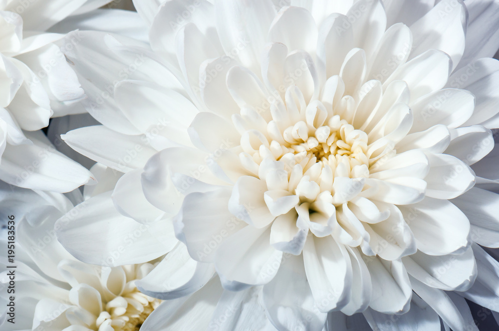 white chrysanthemum flower texture